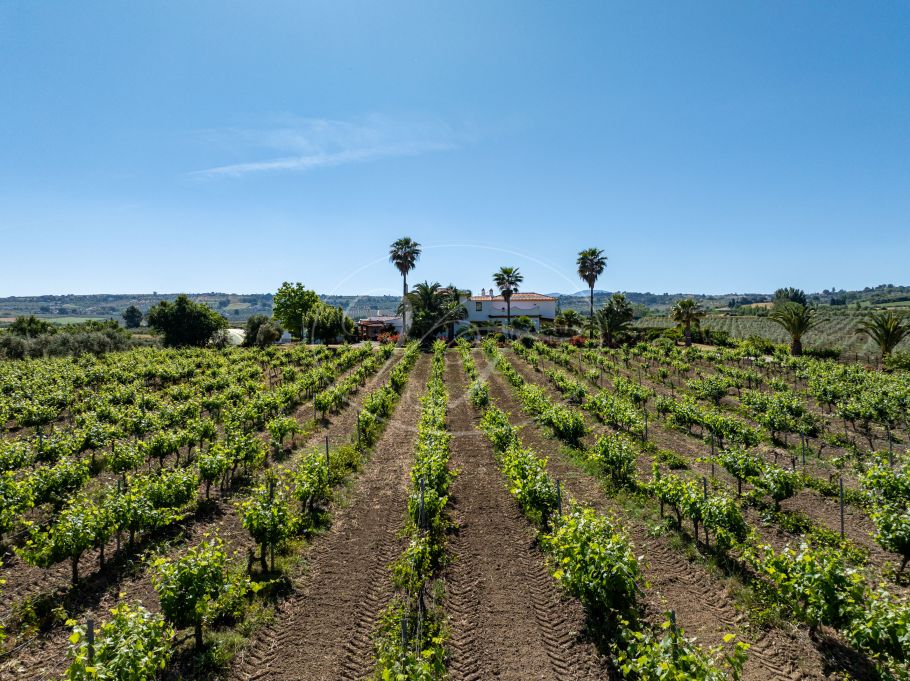 Nivory - Extra Vierge Olijfolie 250 ml